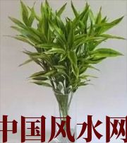 梅州十二生肖养什么植物最旺财运？你知道吗！